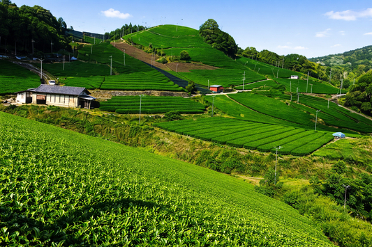 The History of Matcha in Japanese Tea Culture